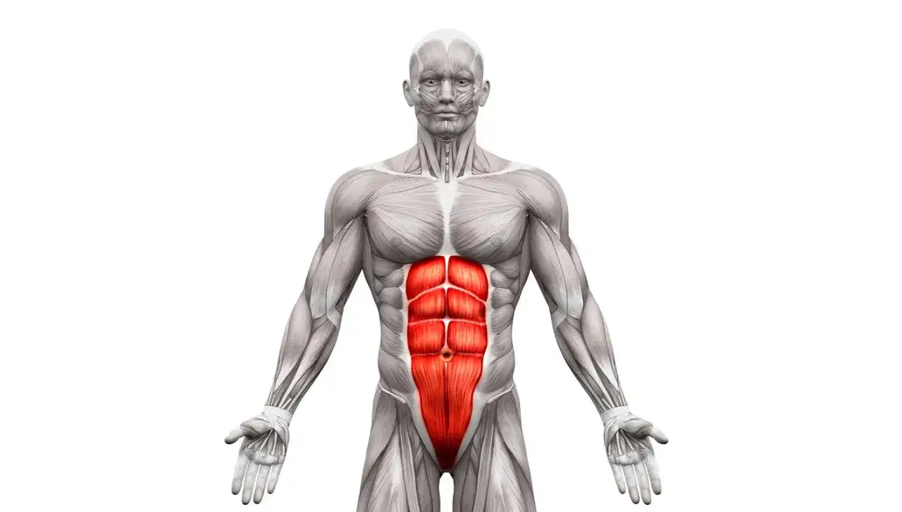 Anatomie d'un torse masculin, muscles abdominaux rouges mis en &eacute;vidence. Peut illustrer les sympt&ocirc;mes de d&eacute;chirure abdominale.