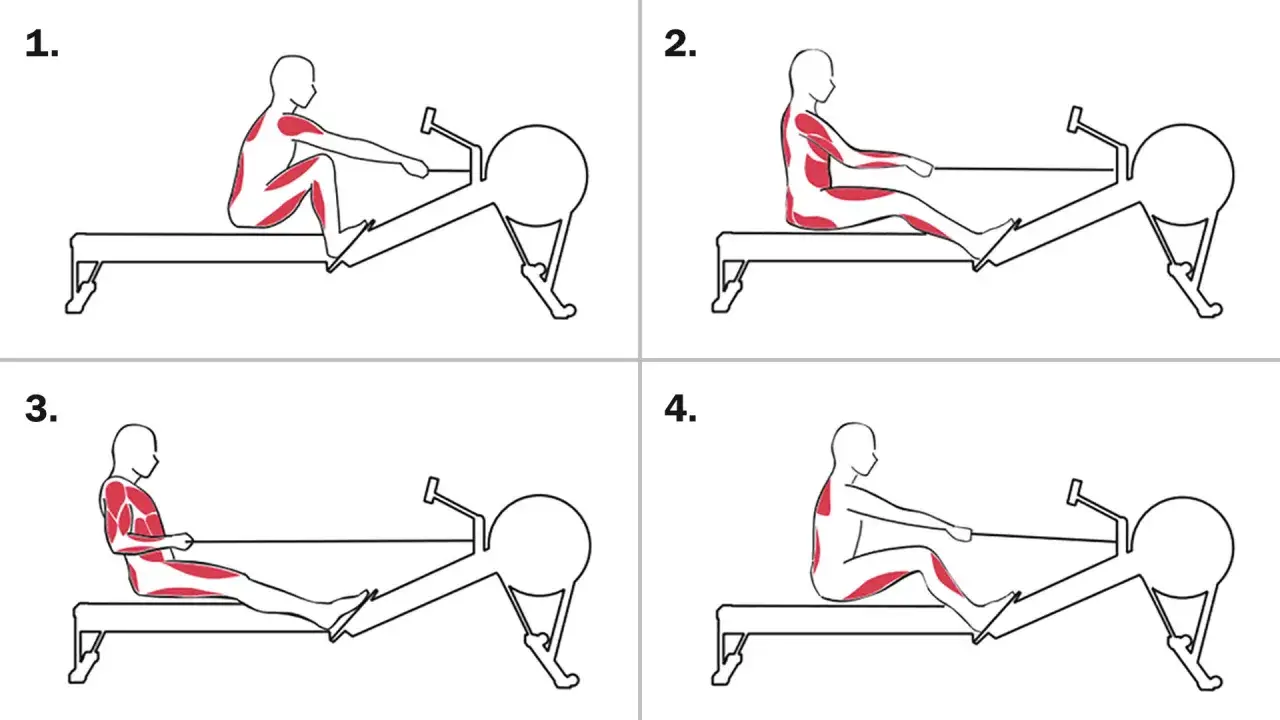 Illustration en 4 étapes montrant la posture correcte pour un exercice rameur, avec les muscles sollicités en rouge.